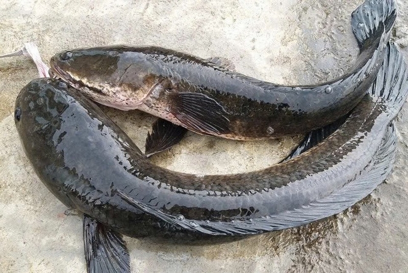 cách nấu canh cá dọc mùng ảnh 1