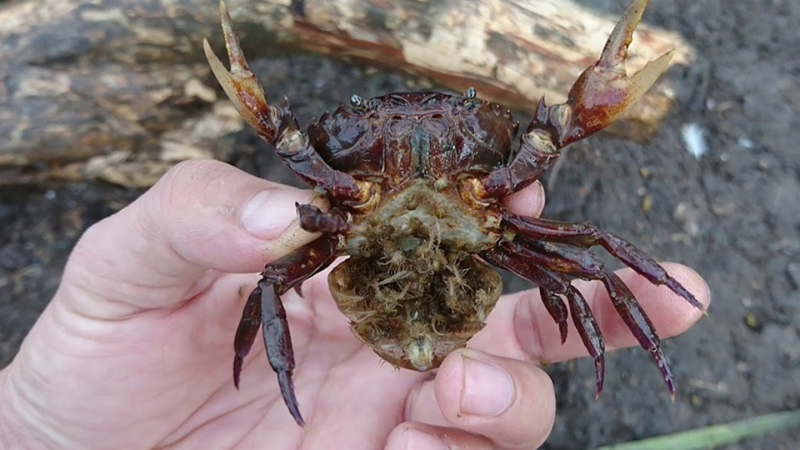 cách nấu lẩu cua đồng mồng tơi 5