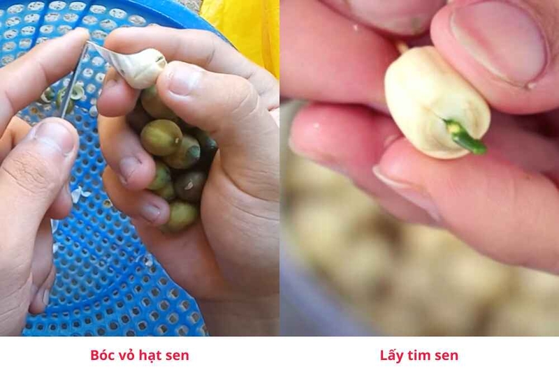 Bóc vỏ và lấy tim sen