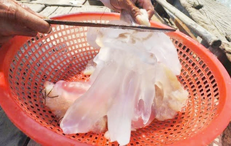 Cách sơ chế sứa biển ảnh 4