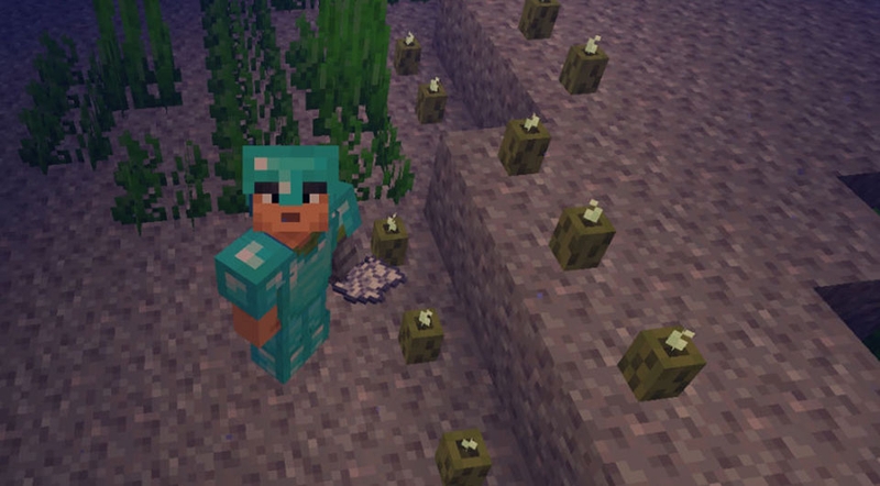 Cách sử dụng Sea Pickle trong Minecraft - 03
