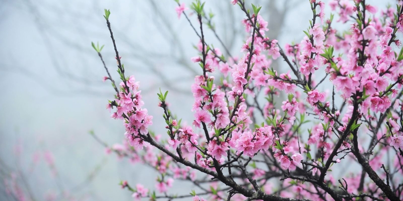 cách vẽ hoa đào hình 3