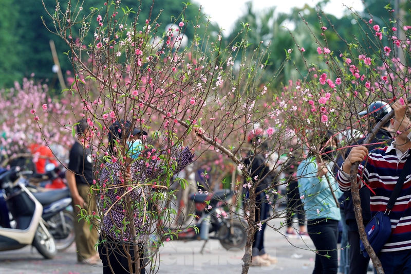 cách vẽ hoa đào hình 2