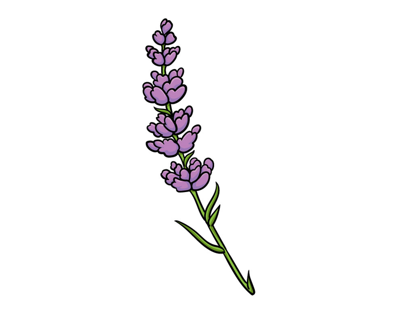 Cách vẽ hoa oải hương (ảnh 5)