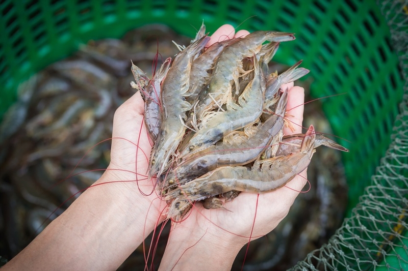 Cải bẹ xanh cuốn ảnh 14
