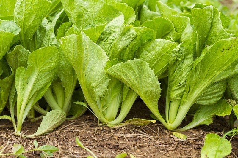 cải bẹ xanh xào tỏi ảnh 2