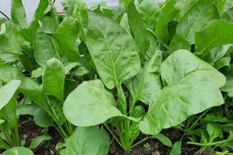 cải bó xôi ảnh 2