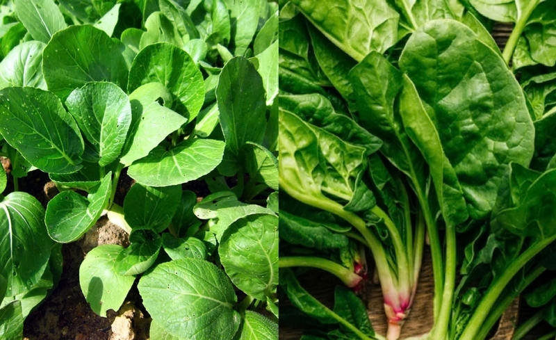 cải bó xôi ảnh 4