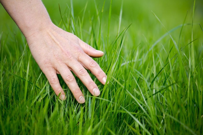 cảm ứng là gì (ảnh 1)