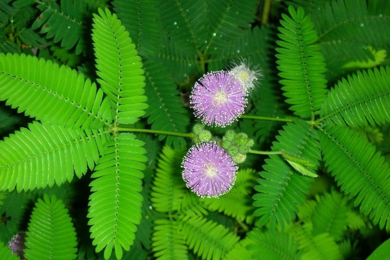 cảm ứng là gì (ảnh 9)