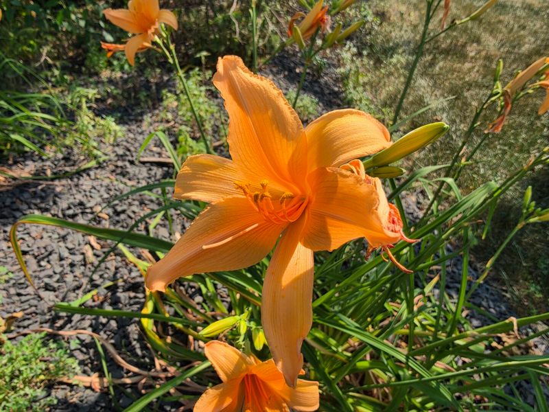 Camera Samsung Galaxy Z Fold 8 Ultra 11