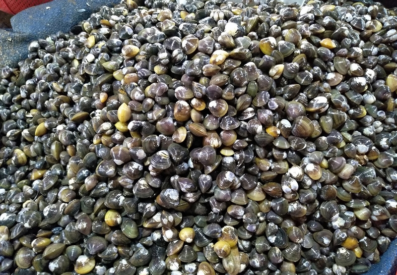 canh bầu nấu hến 2