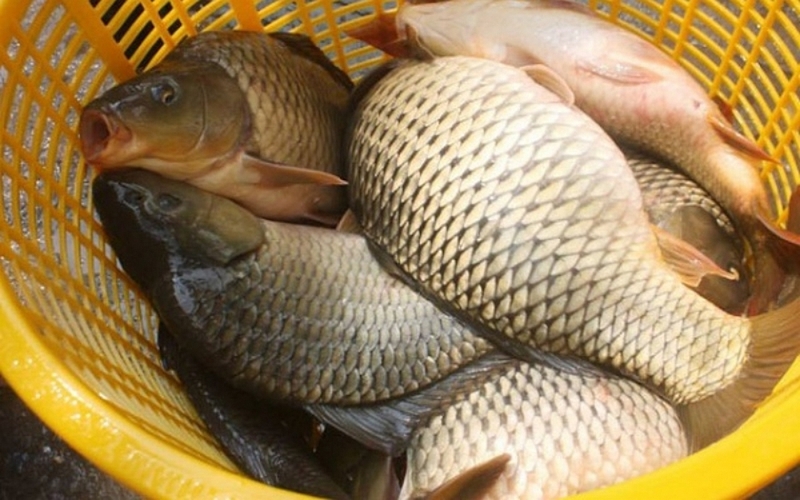 canh cá chép nấu sấu ảnh 1