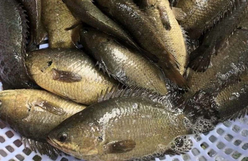 công thức nấu canh cá rô đồng​ 3