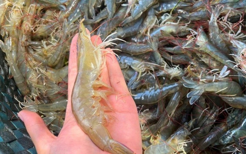 canh cải bẹ xanh nấu tôm ảnh 7