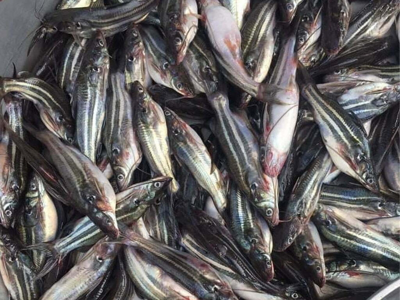 canh chua cá ngạnh nấu khế ảnh 2