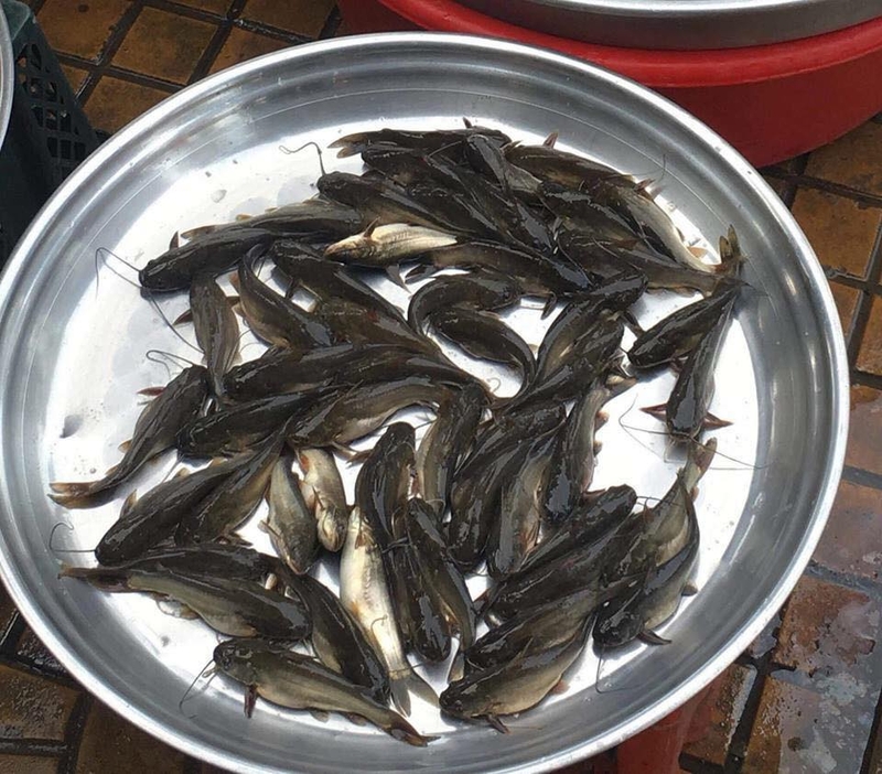 canh chua cá ngạnh nấu khế ảnh 3
