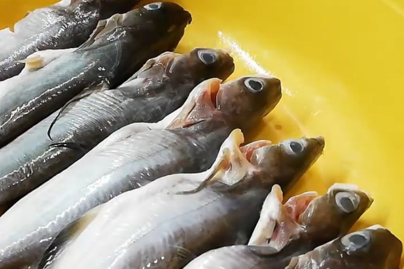 canh chua cá ngạnh nấu khế ảnh 7