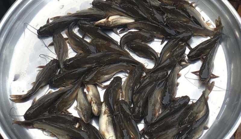 canh chua cá ngạnh nấu măng chua ảnh 4