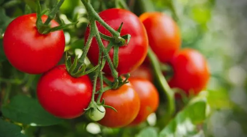 canh chua cá ngạnh nấu măng chua ảnh 1