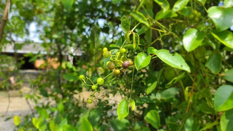 Canh chua trái giác 1