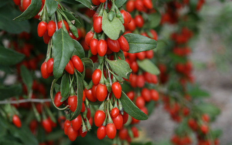 canh kỷ tử ảnh 1