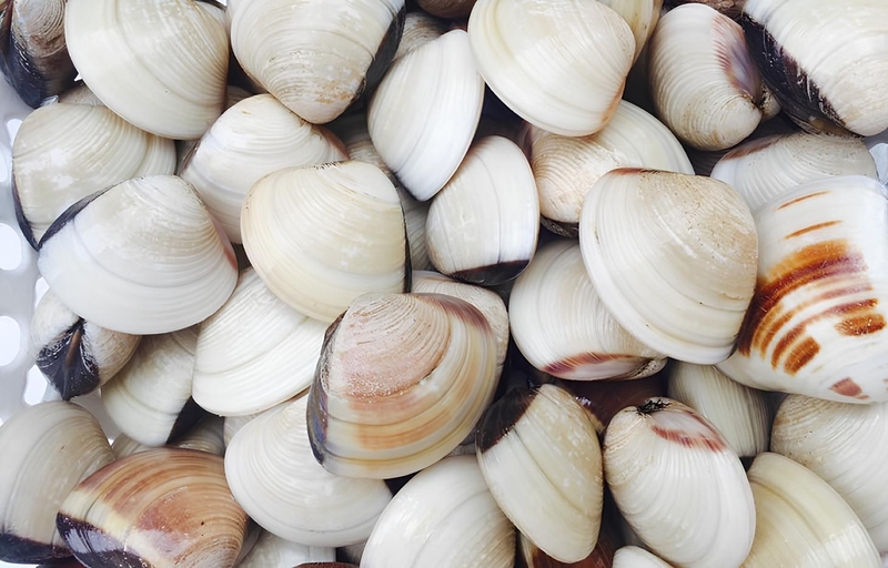 Hướng dẫn chọn mua ngao tươi ngon