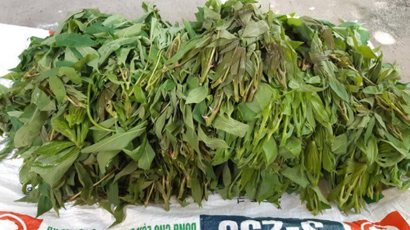 Lợi ích sức khỏe của canh rau sắn chua nấu sườn Phú Thọ