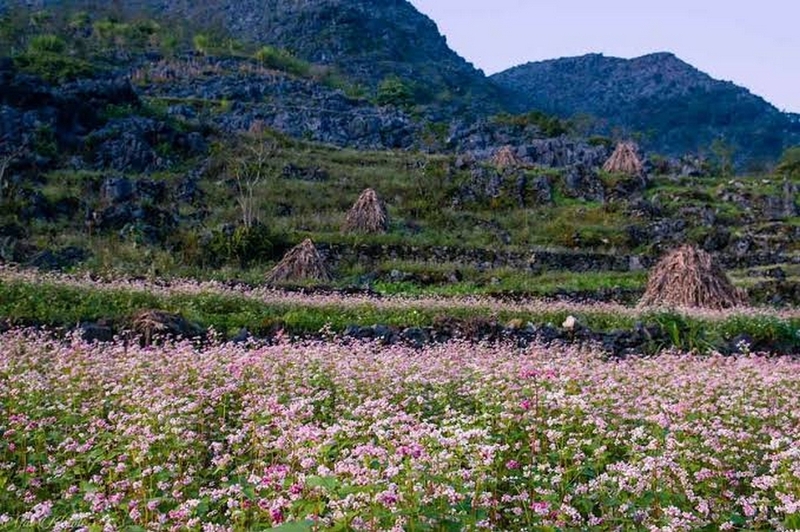 cao nguyên đá đồng văn ảnh 3
