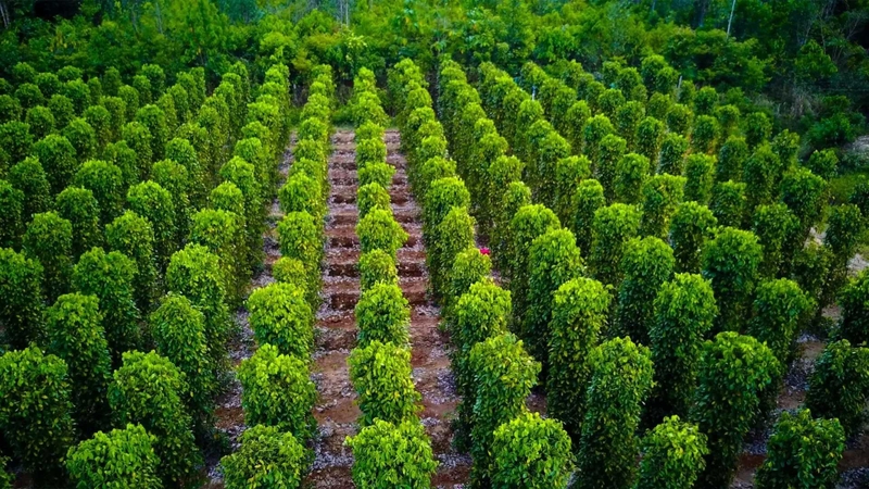 cao nguyên vân hòa 9