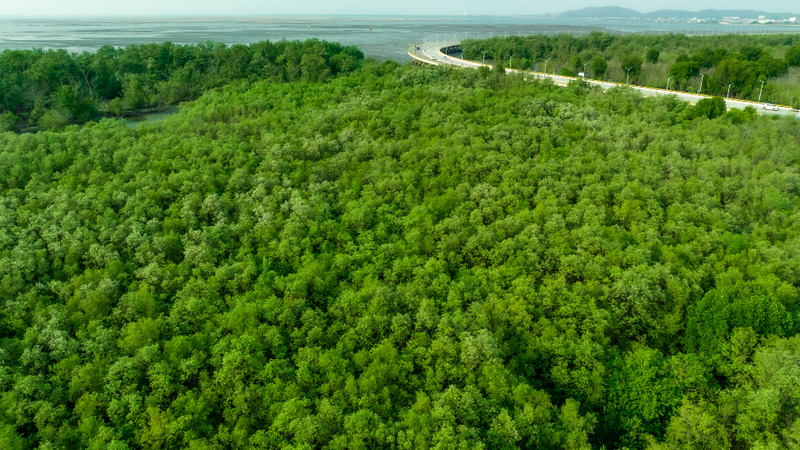 carbon neutral 5