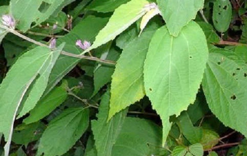 Cây an xoa ảnh 1