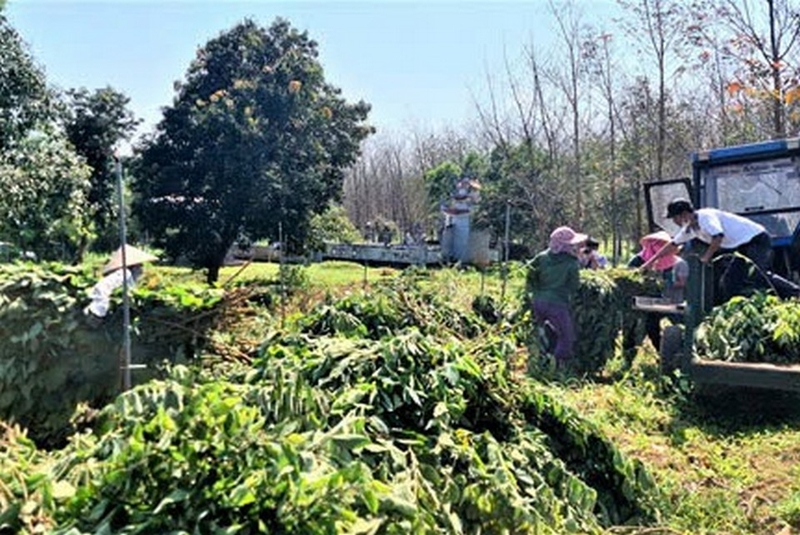 Cây an xoa ảnh 2
