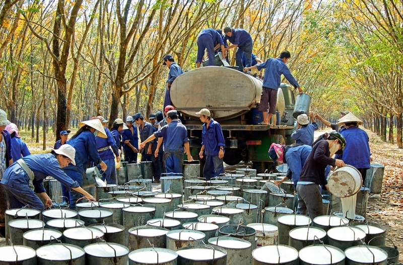 cây công nghiệp lâu năm 2.jpg