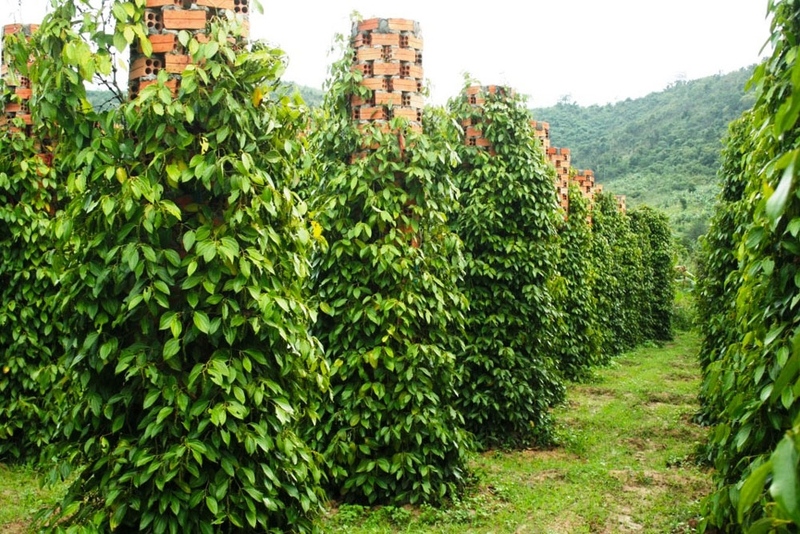 cây công nghiệp lâu năm 6.jpg