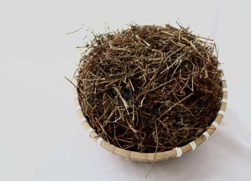 Cây dòi tím bán ở đâu?