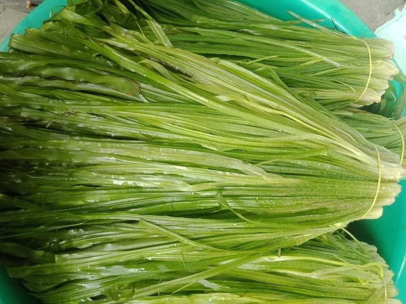 Cây hẹ nước - 08