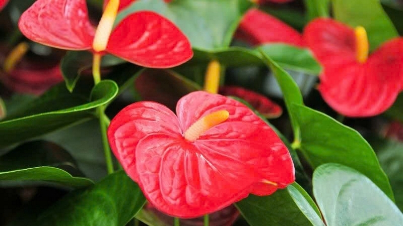 cây hồng môn ảnh 1