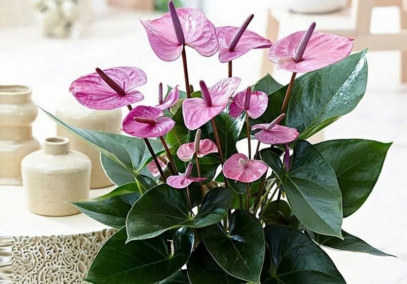 cây hồng môn ảnh 2