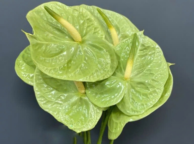 cây hồng môn ảnh 3