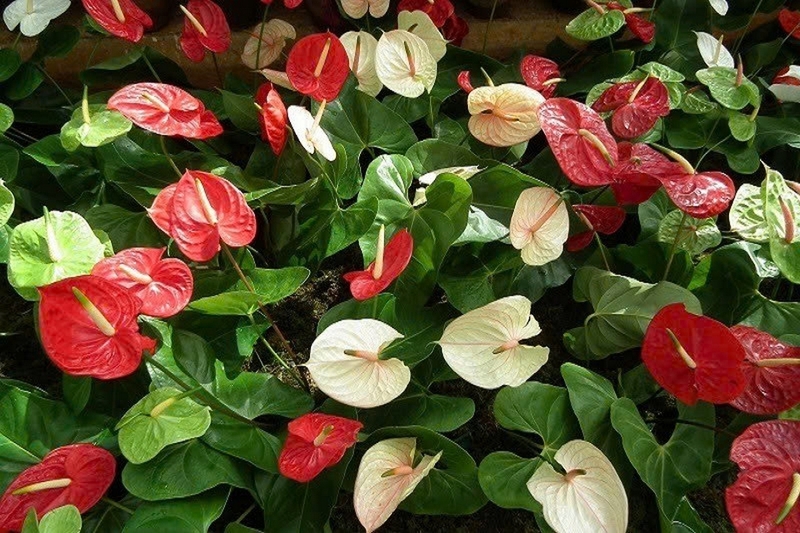 cây hồng môn ảnh 4
