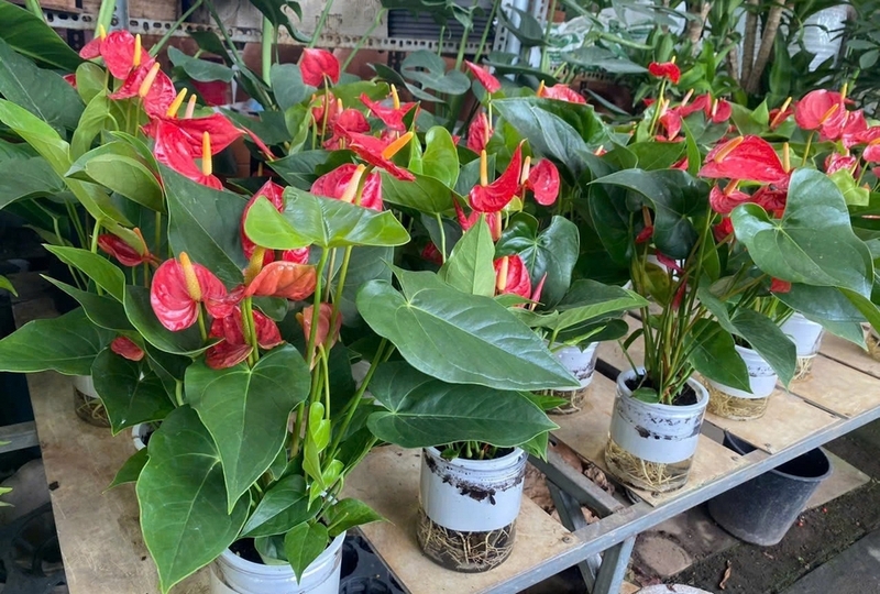 cây hồng môn ảnh 6