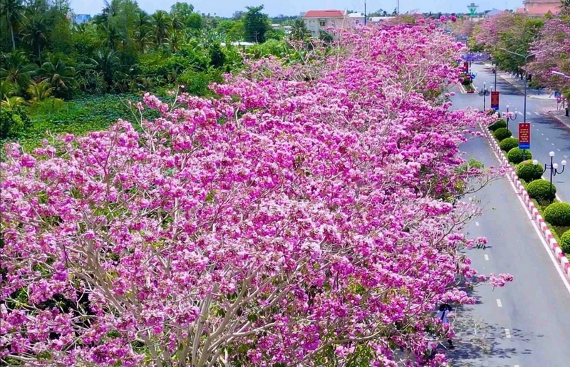 cây kèn hồng ảnh 1