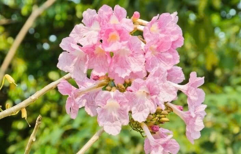 cây kèn hồng ảnh 2