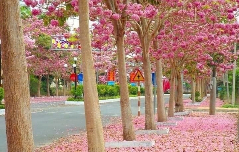 cây kèn hồng ảnh 3
