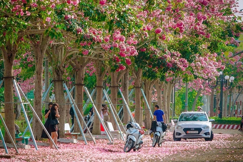 cây kèn hồng ảnh 5