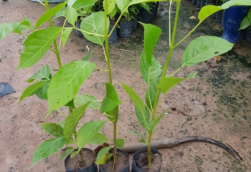 cây kèn hồng ảnh 6