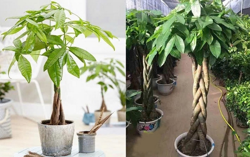cây kim ngân ảnh 1