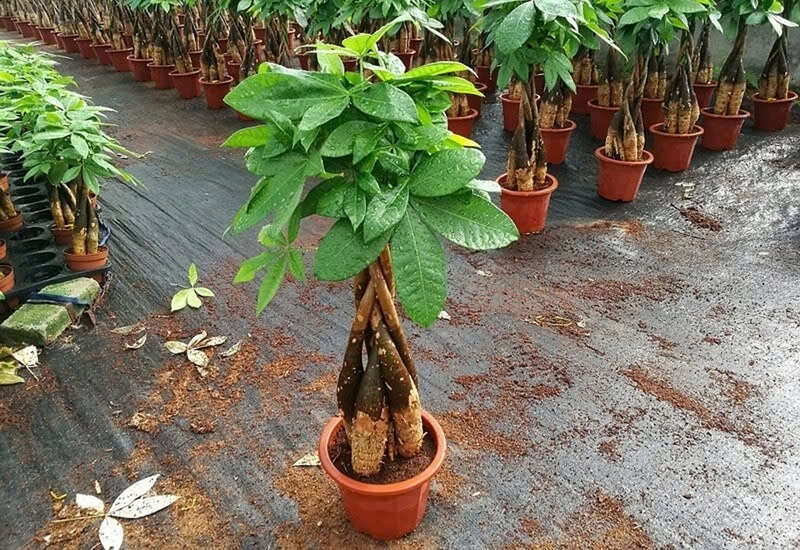 cây kim ngân ảnh 3