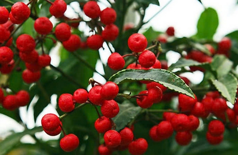 Cây kim ngân lượng ảnh 1